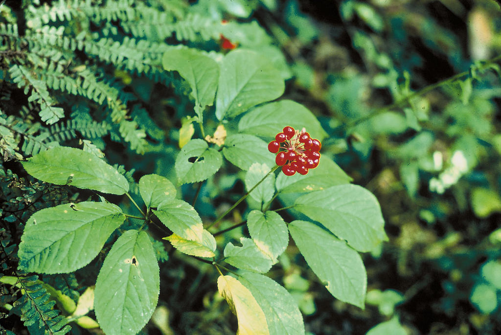 Ginseng, το φυτό της ευεξίας!