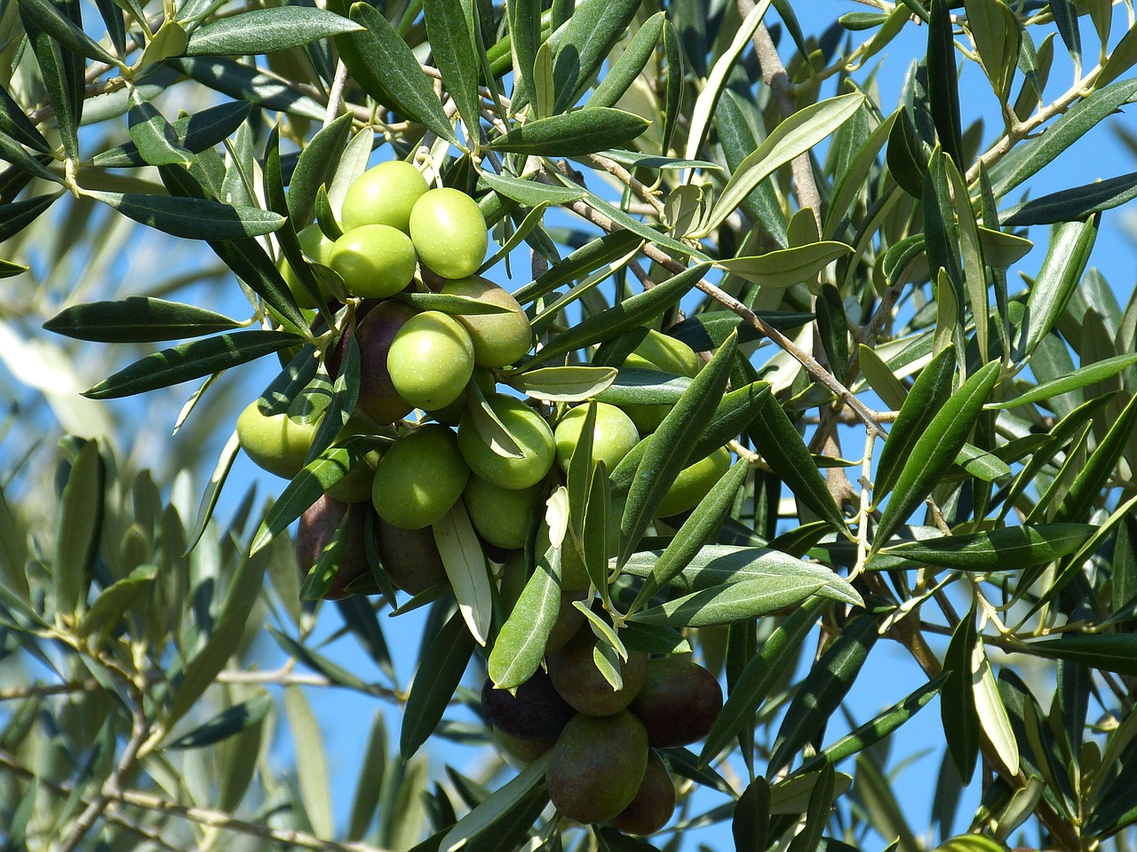 Η έρευνα που έκανε διάσημη την Κρητική διατροφή